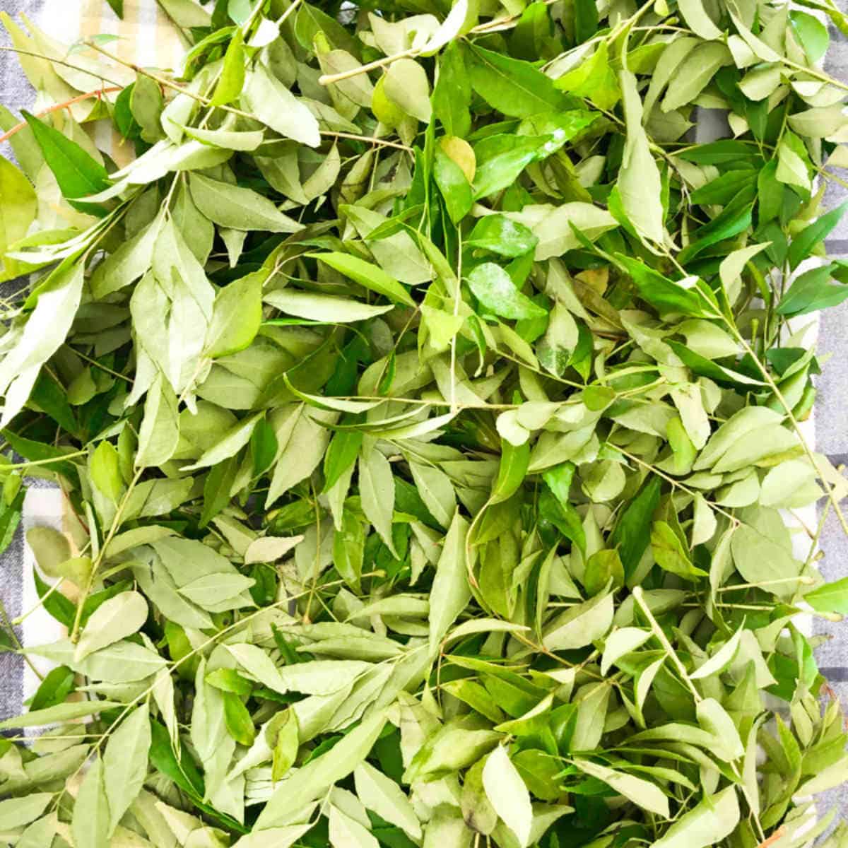 curry leaves.