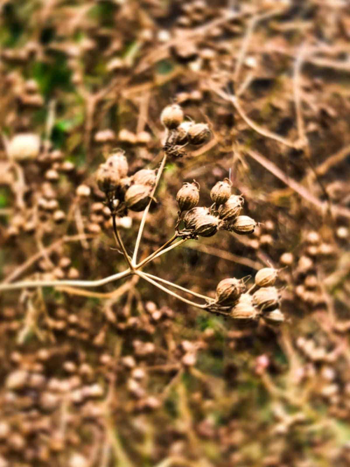 Coriander plant with a bunch of dried seeds.