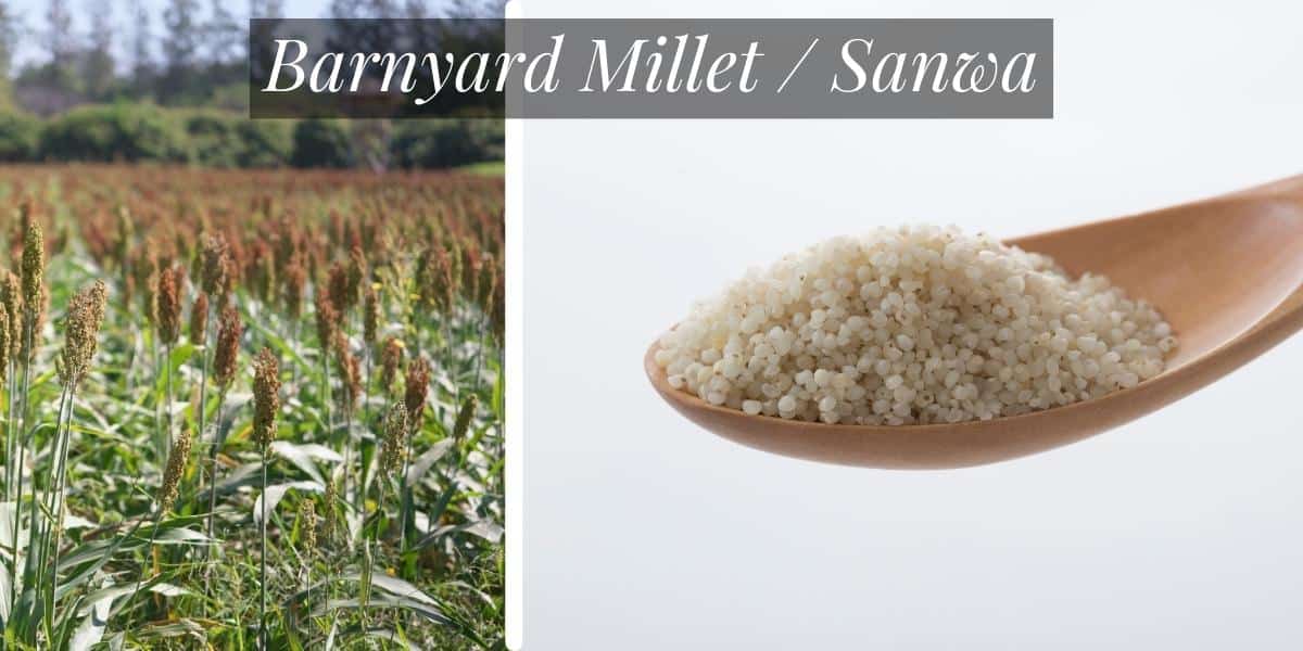 Sanwa or barnyar millet.