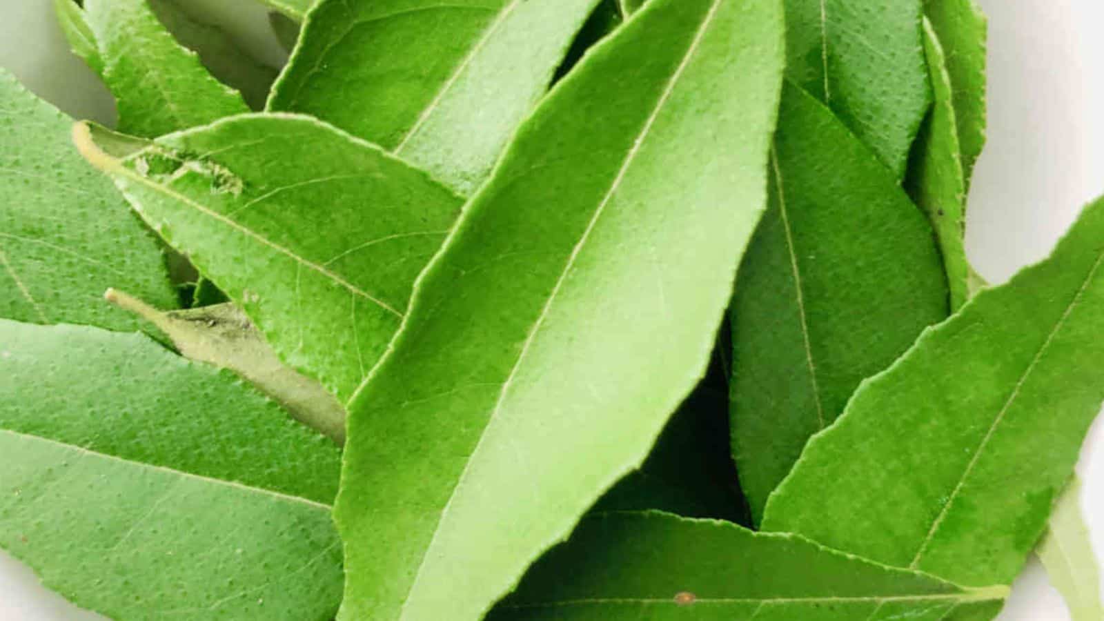 A close-up of several fresh, green curry leaves.