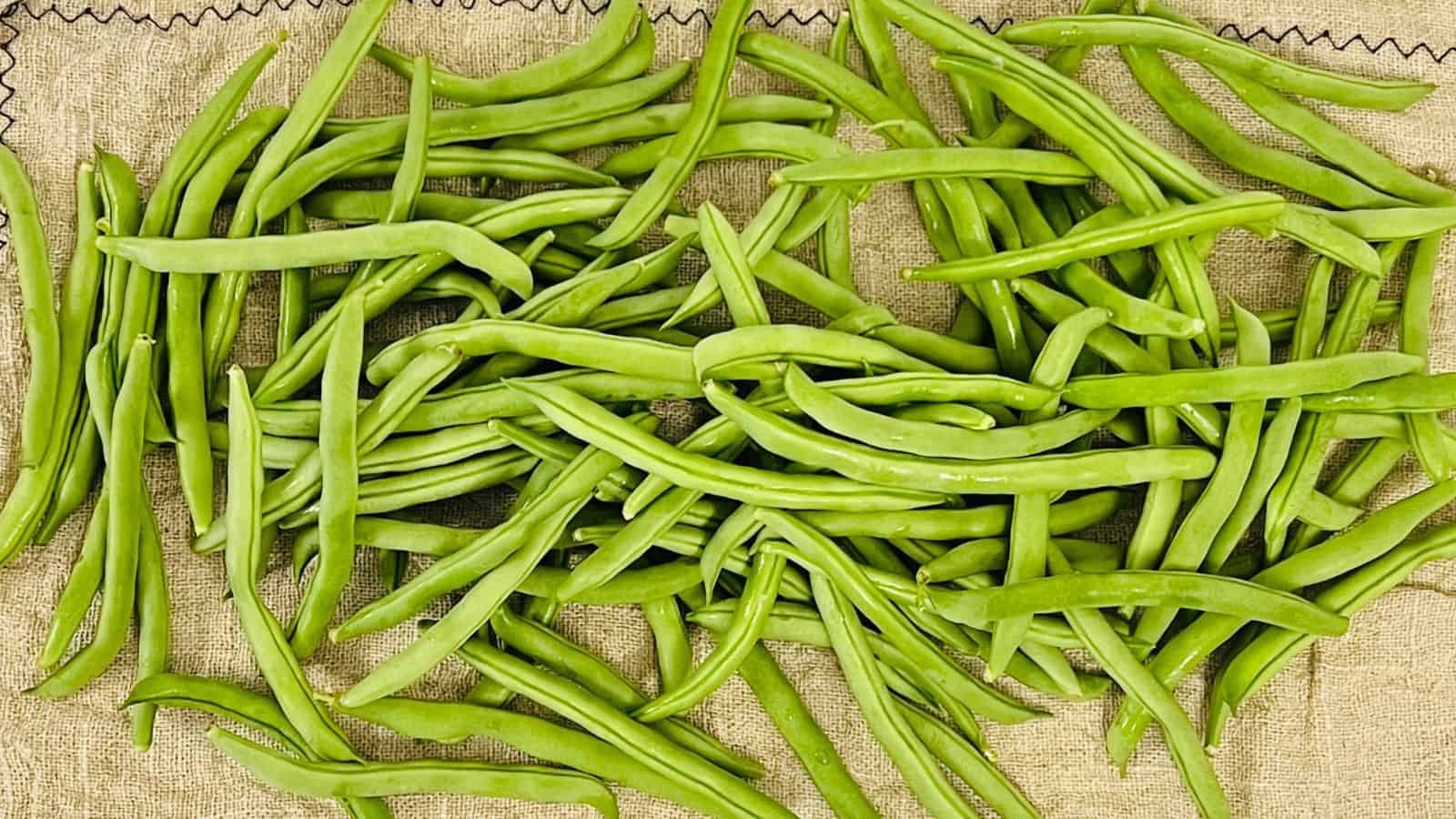 A pile of fresh green beans is spread out on a burlap surface.